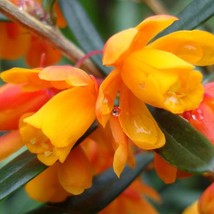 US Seller Berberis Trigona Orange King 10 Seeds Fast Shipping - £13.69 GBP