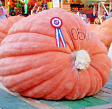 30 Pumpkin Big Max Seeds Giant Prize Winning Garden HeirloomSquash  - $10.19