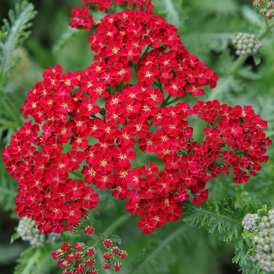 BPASTORE 3500 Red Yarrow Rubra Easy Grow Perennial Herb Butterflies Seeds Online - £7.22 GBP