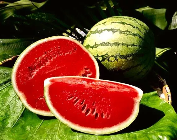 KingStore 25 Crimson Sweet Watermelon Non-Gmo Heirloom Planting Seeds - €8,07 EUR