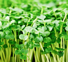 AD Organic Broccoli Microgreen Seeds Heirloom Non Gmo Seeds Home Garden - $252.42 MXN