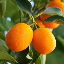 California only! Meiwa Kumquat Semi-Dwarf grafted 24-36&quot; tall plant  - $172.00