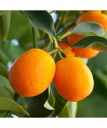 California only! Meiwa Kumquat Semi-Dwarf grafted 24-36&quot; tall plant  - $3,146.36 MXN