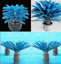 50 Seeds Sago Cycas Seeds Blue Fresh Garden - $106.12