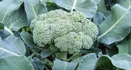 BStore Green Sprouting Calabrese Broccoli Seeds 300 Seeds Non-Gmo - £5.96 GBP