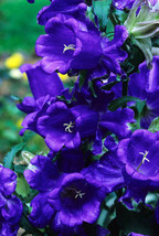 Blue Canterbury Bells Seeds Heirloom Flower Seeds Blue Flowers Non Gmo 75ct - £6.98 GBP