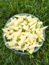 BEST 25 Seeds Easy To Grow Faddas White Peppers Edible Vegetable - $10.00