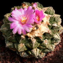  10 ariocarpus fissuratus Peonies with tortoise shell of cacti Seeds - £11.75 GBP