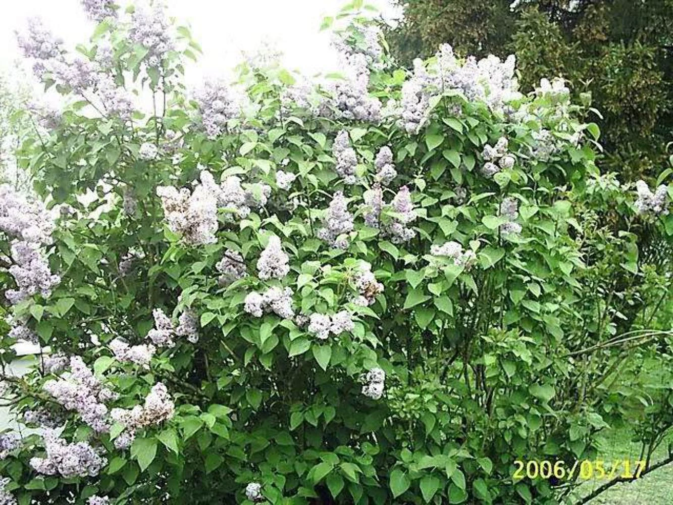 20 WHITE TREE LILAC Hummingbird Flower Fragrant Peking Syringa Pekinensi... - $10.11