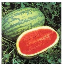 15 Seeds JUBILEE Watermelon Heirloom Red good shipper vegetable Big 30 p... - £1.69 GBP