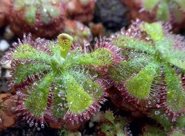 Drosera admirabilis, Carnivorous plant, Sundew - £6.01 GBP