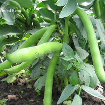 Vicia Faba Dwarf Broad Bean 5 Seeds Green Organic Vegetables E3901 Garden Fresh  - $5.34