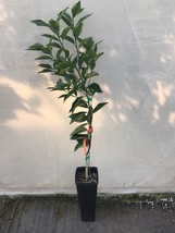 Honeybell Grafted (Minneola Tangelo) Tree. Citrus Tree. - £56.43 GBP