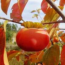 Most Expensive Persimmon Hybrid Fruit Plant &amp; Tree For Home Gardening (P... - £55.47 GBP