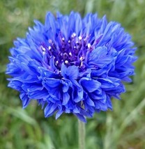 VP Blue Tall Bachelor Button 50 Seeds  Blue Cornflower Edible 2023 Crop - £5.04 GBP
