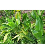 HAWAIIAN GREEN TI LEAF PLANT 10 PACKS 20 LOGS ~ - $179.88