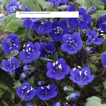 California Bluebell Campanula Seeds - Flower Seeds - BOGO - £0.78 GBP