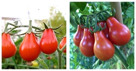 Red Pear Tomato Seeds 200 fresh garden seeds - £15.09 GBP
