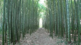 50 Moso Bamboo Seeds Privacy Climbing Clumping Shade Screen Gardening Fresh Usa  - £9.84 GBP