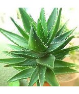 Aloe Bonsai Succulent Plants Bonsai Rare Herbs Aloe Vera Queen Bonsai 10... - $201.31 MXN