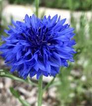 SEED- Blue Boy Bachelor&#39;s Button Seeds- Cornflower - Easy to Grow Annual. - $6.37+