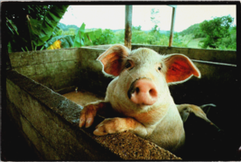 Postcard  Pig in Puerto Rico  in a Barn Chrome J.W. Morgenthaler - £4.60 GBP
