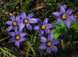 50 Blue Eyed Grass &#39;Moody Blues&#39; Seeds Sisyrinchium idahoense var. macounii - $11.90