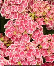 Fresh 5 Pink White Hydrangea Seeds Hardy Shrub Bush Flower Seed 829 US Seller - £8.54 GBP