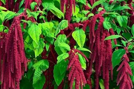 120 Amaranthus Love Lies Bleeding &quot;Red&quot; Aka Amaranth Annual Flower Seeds Garden  - £7.49 GBP