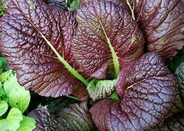 Red Giant Mustard Greens Seed More Heirloom Organic Non Gmo Fruit Fresh - £8.43 GBP