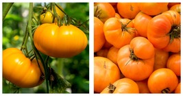 100+ AMANA ORANGE TOMATO SEEDS INDETERMINATE GARDEN vegetables FREE SHIP... - £13.42 GBP