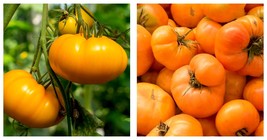 100+ AMANA ORANGE TOMATO SEEDS INDETERMINATE GARDEN vegetables FREE SHIP... - $16.99