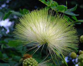 Albizia Lebbeck Tree 100 Seeds Very Fragrant Indian Siris Woman&#39;S Tongue Fresh G - $22.87