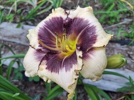 BRN Hemerocallis Blackthorne Daylily 1 Bareroot Starter Plant Fresh Garden - $327.74 MXN