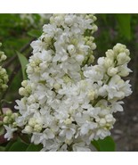 25 Beauty Moscow Lilac Seeds Tree Fragrant Flowers Perennial Seed Flower US Fast - $9.98