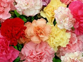 Shipped From Us 400+CARNATION Chabaud Mix Flower 8 Colors Seeds, CB08 - £13.59 GBP