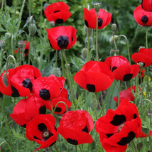 LWSTORE Poppy Lady Bird Crimson Red Black Lady Bug Poppies Butterflies Non Gmo50 - £7.07 GBP