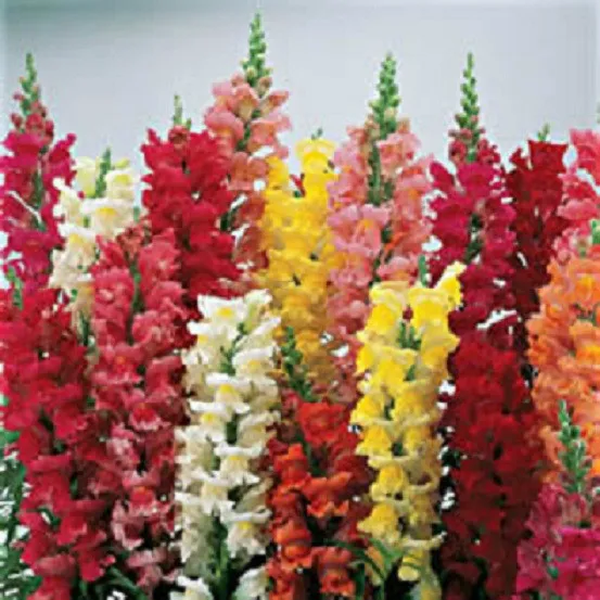 50 Snapdragon Seeds Liberty Classic Mix Flower Seeds - £8.58 GBP