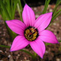 5 Seeds Romulea Tetragona Flowers 5 Seeds Gardening USA SELLER - £14.94 GBP