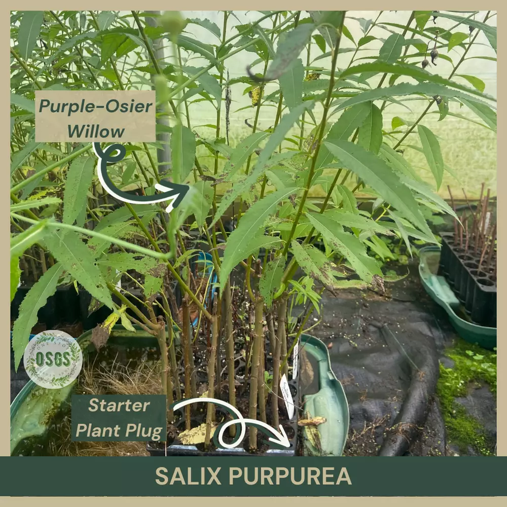 Salix purpurea Purple-Osier Willow Starter Plant Plug Showy - $25.45