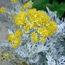 120 Dusty Miller Silverdust Perennial Or Annual Flower Seeds Garden USA SELLER - £7.46 GBP