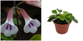 Tamiana Asian Violet - Primulina tamiana / Deinostigma tamiana - 2.5&quot; Pot - £30.55 GBP