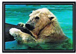 Canada Animal Postcard Canadian Polar Bear - $2.96