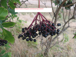 Black Elderberry - Tree Seeds - BOGO - £2.35 GBP