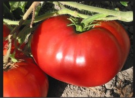 3 (6) Live 4 - 7" Inch Seedlings Giant Delicious Tomato World Record 7 Lbs 12 Oz - $18.29