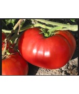 3 (6) Live 4 - 7&quot; inch Seedlings GIANT Delicious Tomato WORLD RECORD 7 L... - $25.01 CAD