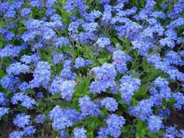 Chinese Forget Me Not Seeds 200+ ASIAN WILDFLOWER Blue Annual  - $1.95