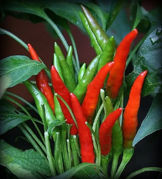 50 Thai Dragon Hot Pepper Seeds Thai Dragon Seeds - £9.59 GBP