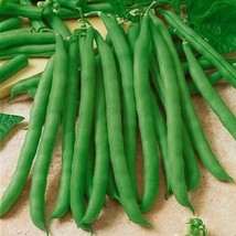 Contender Bean Seeds 40 Ct Bush Green Stringless Vegetable Garden   From US - £10.04 GBP