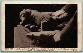 Baby Bear Cub Born In Forest Park Springfield MA UNP Geo Graves WB Postcard G2 - £9.27 GBP